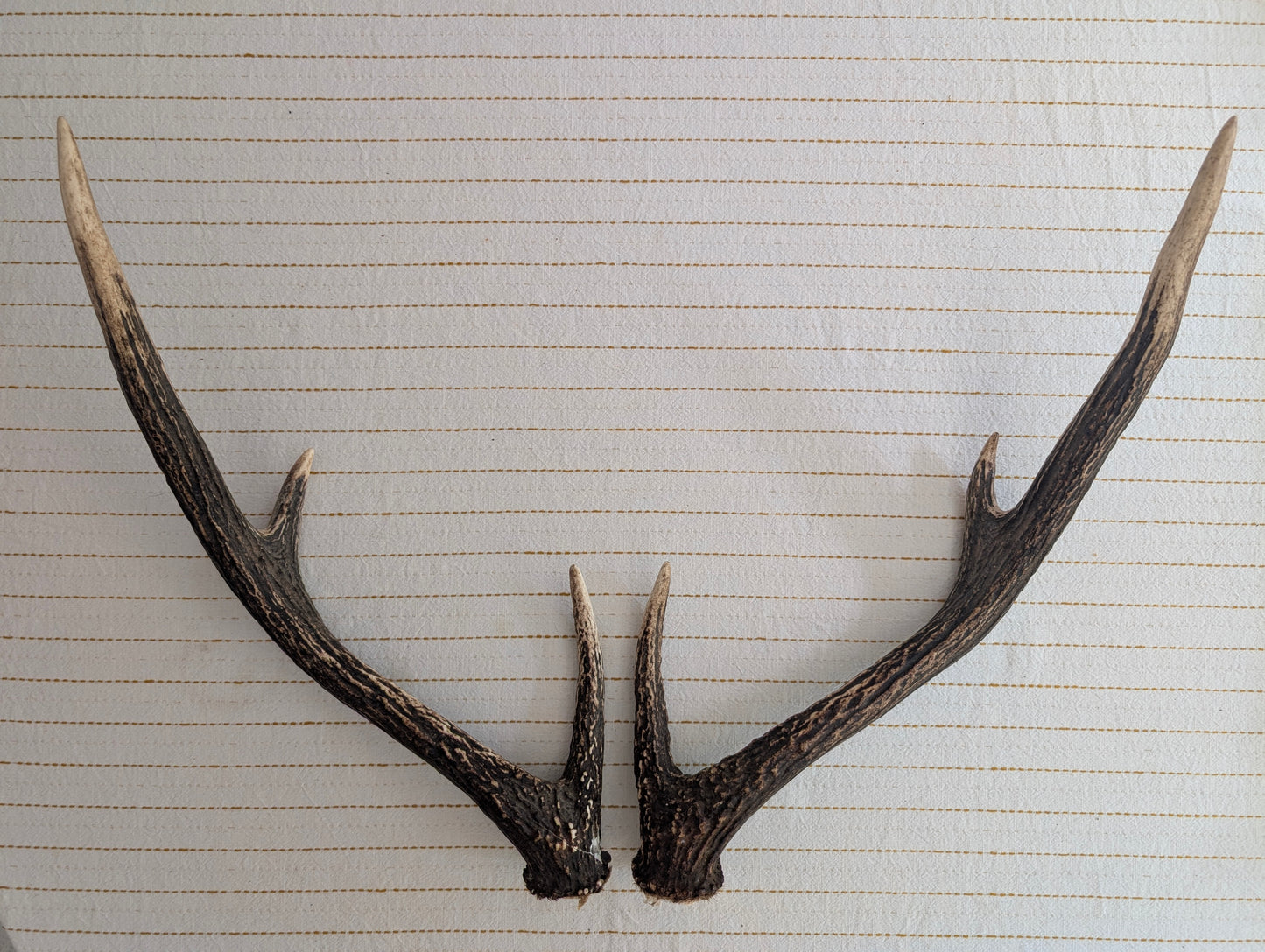 Deer Antler Set