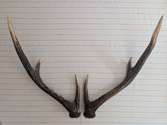 Deer Antler Set